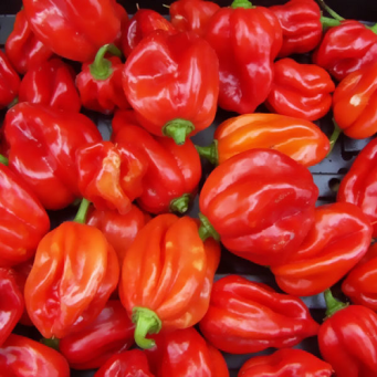 Fresh Food